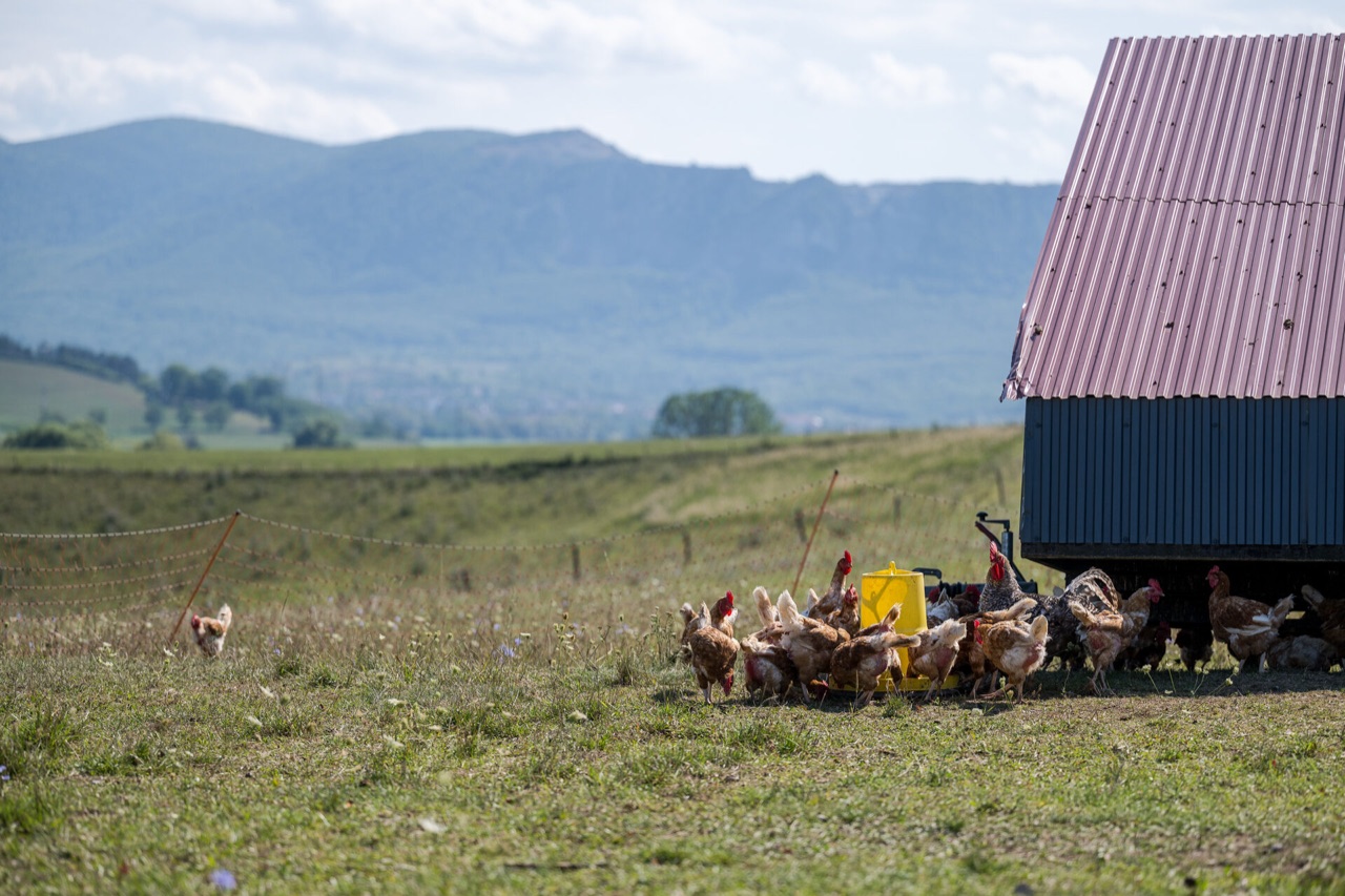 Szabadtartású tyúkok a Remény Farm mobil óljánál a legelőn